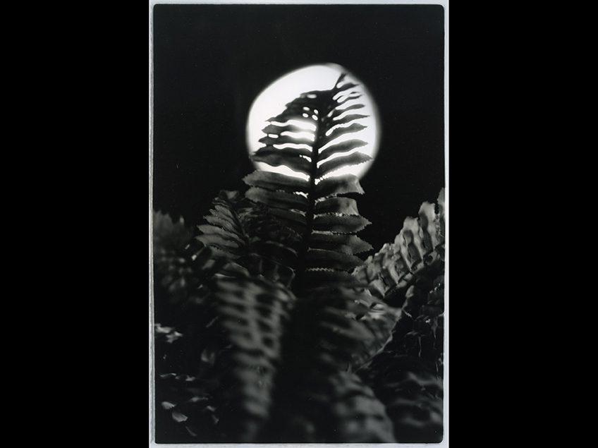 Black and white image of a fern backlit by a moon.